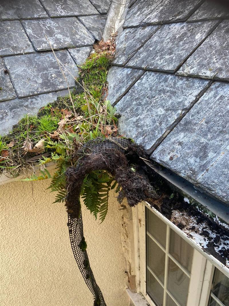 Fern and moss growing out of a blocked gutter on a slate roof