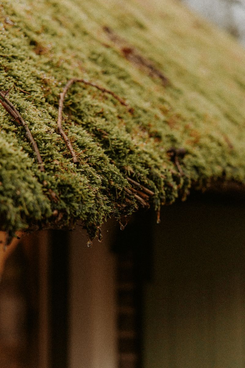 Moss growing on a cottage roof